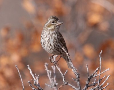 Cassin's Finch