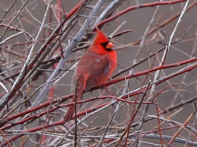 northern_cardinal