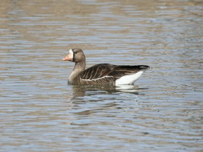greater_white-fronted_goose