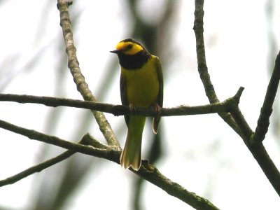 Hooded Warbler