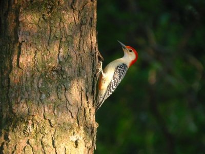 red-bellied_woodpecker