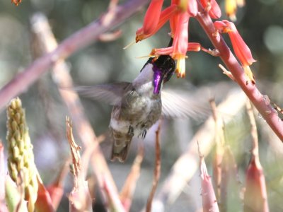 Costas Hummingbird