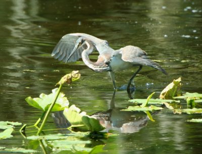 tricolored_heron