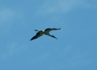 florida_birds