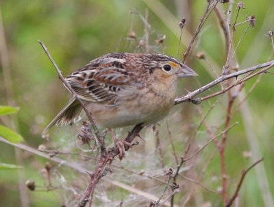 Grasshopper Sparrow