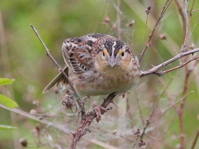 Grasshopper Sparrow