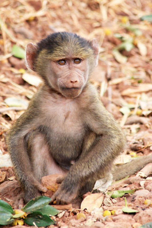 Juvenile Olive baboon