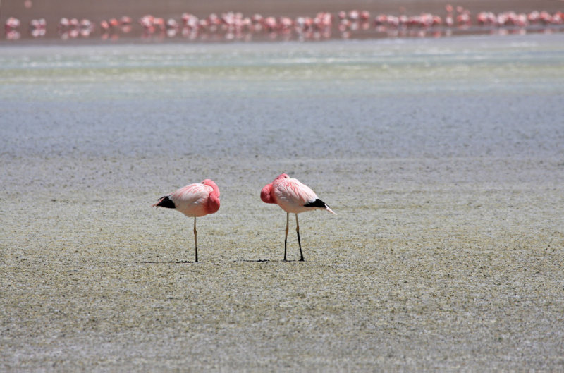 Flamingos