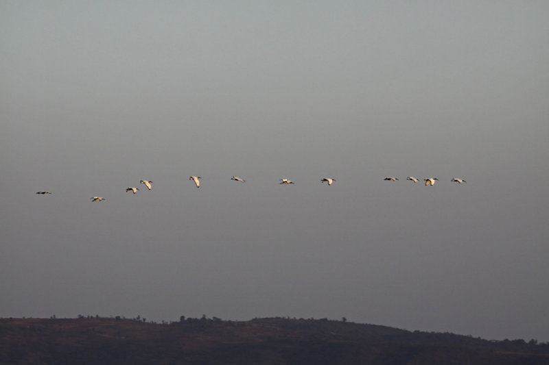 Sacred Ibis Going to Roost