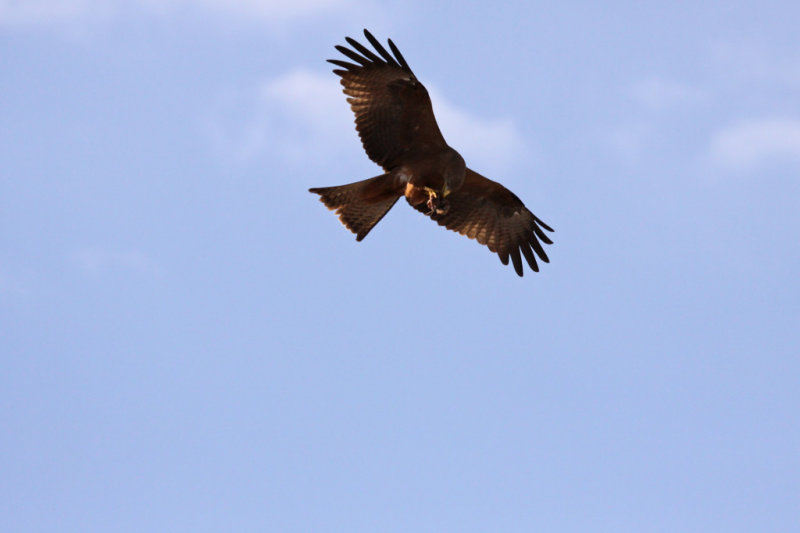 Mid Air Dining