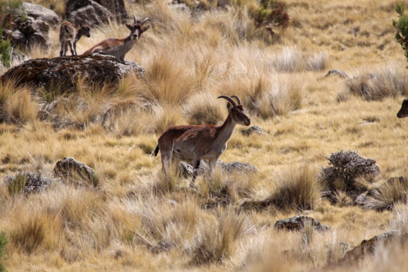 Walia Ibex