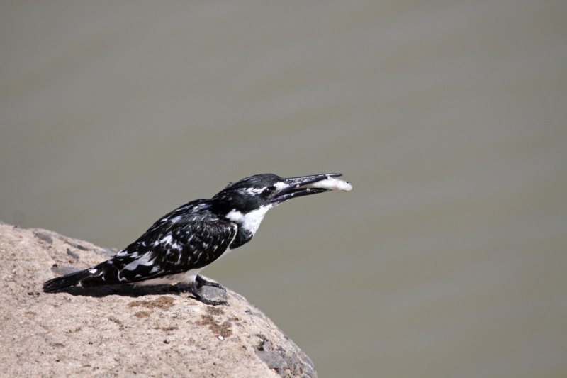 Pied Kingfisher