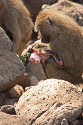 Grooming