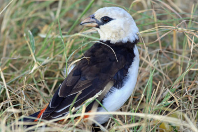 White headed buffalo weaver