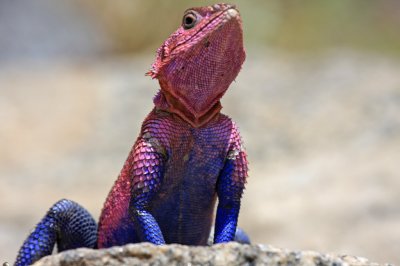 Flat-headed rock agama lizard