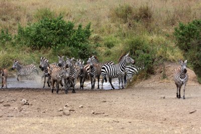 Skittish zebras going for a drink