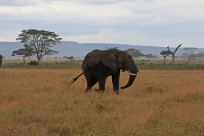 Elephant charges offending lion