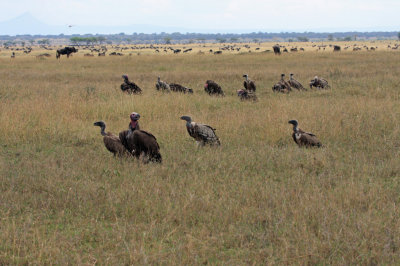 Vultures and Wildebeest