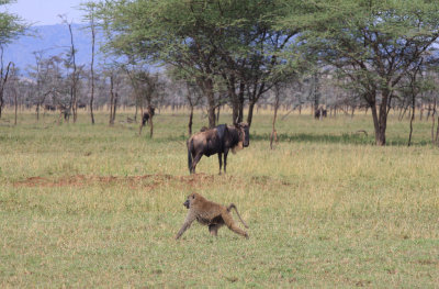 Baboon and wildebeest