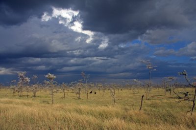 Wildebeest and clouds