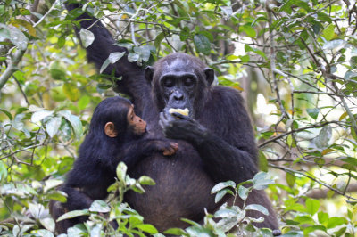 Female Chimpanzee with Infant