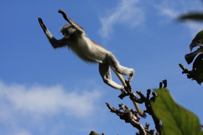 Red Colobus Monkey