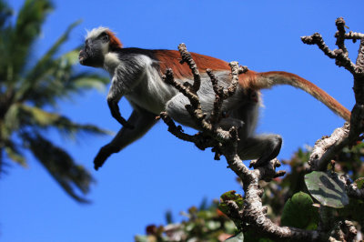 Red Colobus