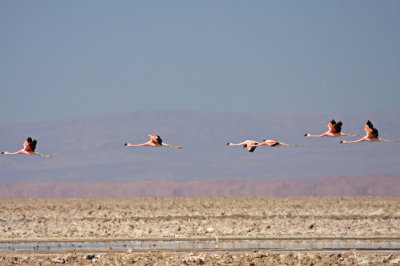 Flamingos