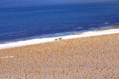 Vicuna at Meniques Lagoon