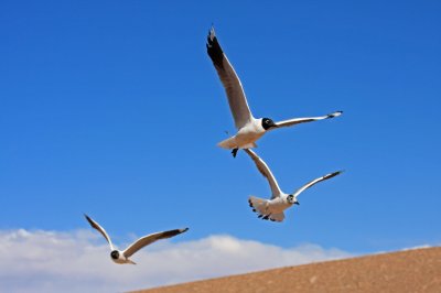 Andean Gulls