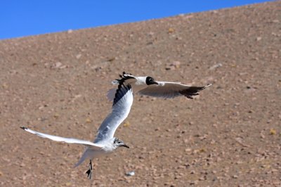 Andean Gulls