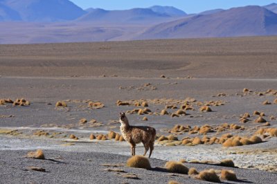 Llama