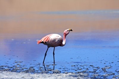 Flamingo