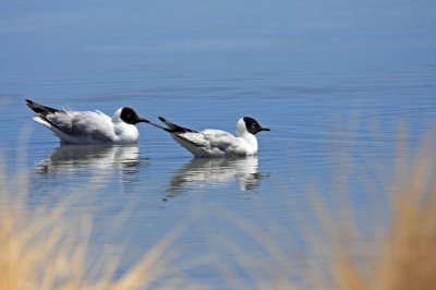 Andean Gulls