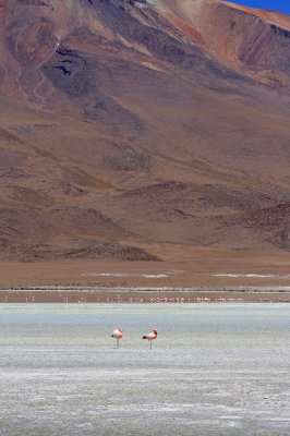 Flamingos and Volcano