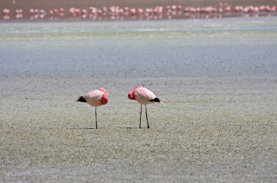 Flamingos