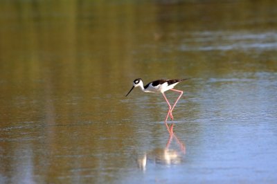 Black-necked Stilt