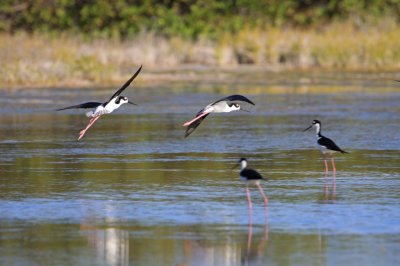 Black-necked Stilts