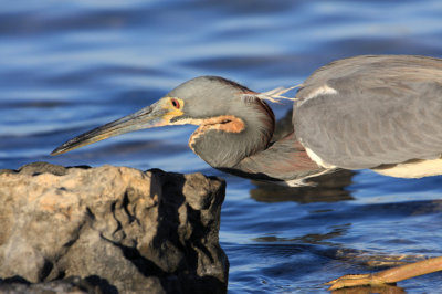 Tricolored Heron