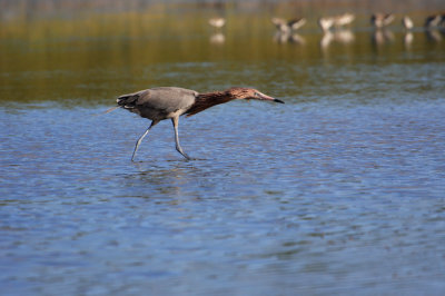 Reddish Egret