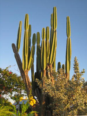 Cactus