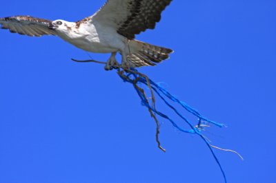 Osprey