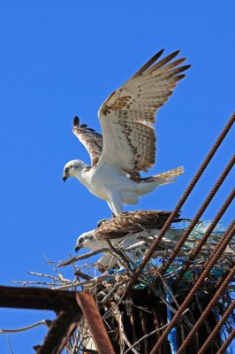 Ospreys