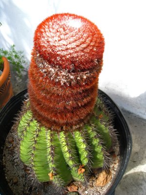 Turks Cap Cactus