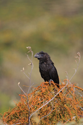 Smooth-billed Ani