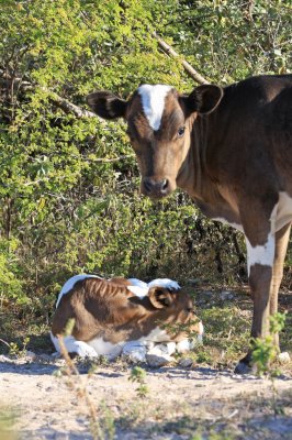 Mother and Calf