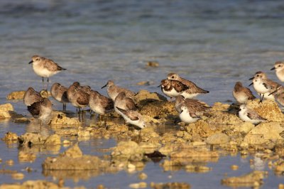 Mixed Shorebirds