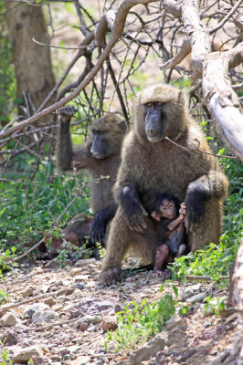Baboons with infant