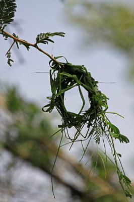 Early nest construction by spekes weaver