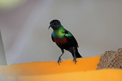 Sunbird